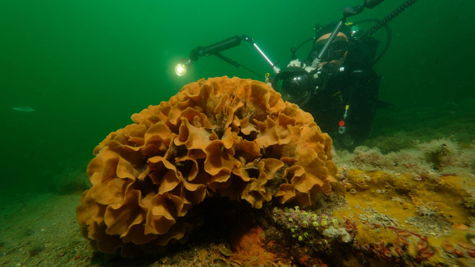 Colourful sponge and rock formations on the Mediterranean seabed