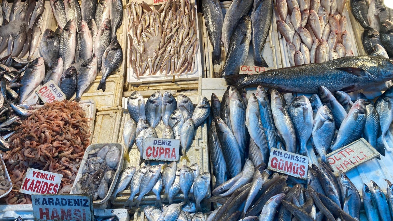 Fish laid out on ice at a Turkish fish market counter
